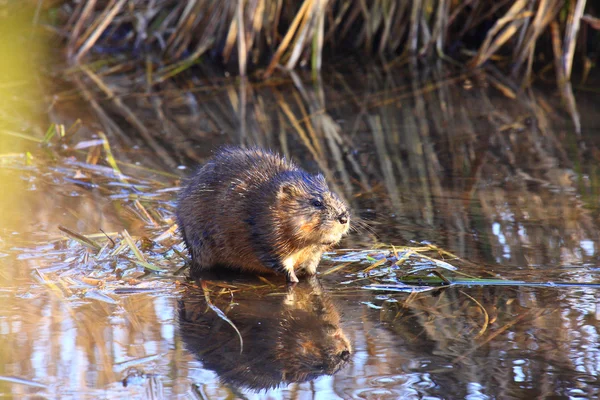 Muskrat sitting in the middle of the marsh — Stock Photo, Image
