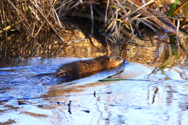 Rato almiscarado nadando na água do pântano na primavera — Fotografia de Stock