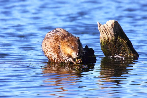 Le rat musqué mange des algues au milieu de l'eau — Photo