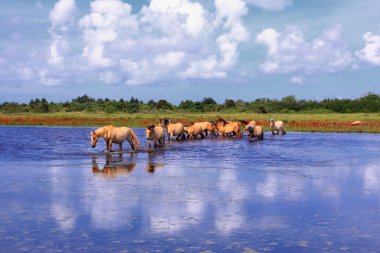 Henson horses in the marshes in bays of somme in france clipart