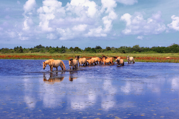 Henson horses in the marshes in bays of somme in france