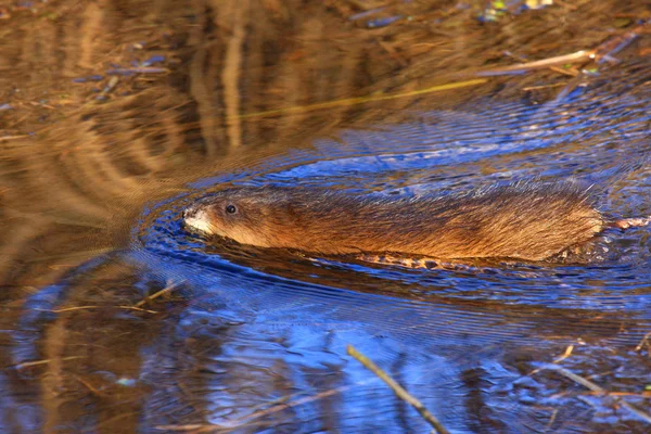Rat musqué nageant dans l'eau du marais au printemps — Photo
