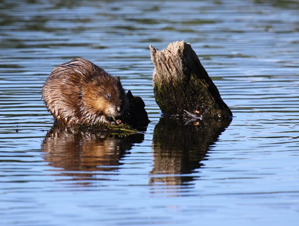 stock image Muskrat eats algae in the middle of the water