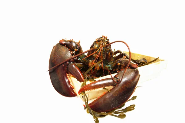 Live lobsters on algae and a white background — Stock Photo, Image