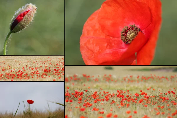 Gemischte Collage von Details aus roten Mohnblumen — Stockfoto