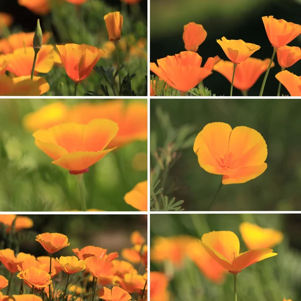 Stock image Mixed collage pictures of oranges California poppies