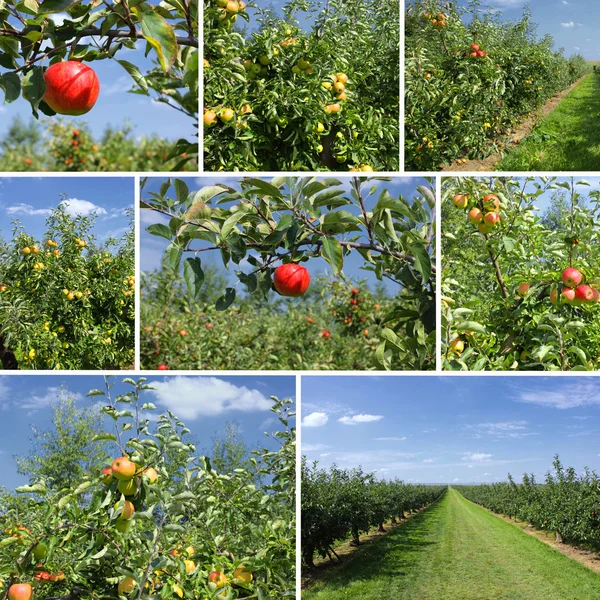 Colagem mista de detalhes de maçãs e pomar — Fotografia de Stock