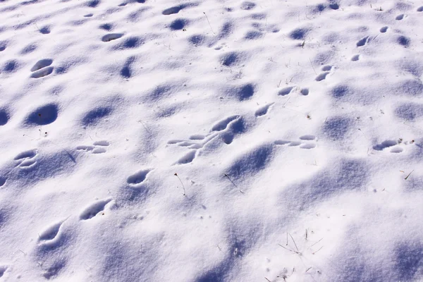 Stopy králíků a divoké lišky na sněhu v zimě — Stock fotografie
