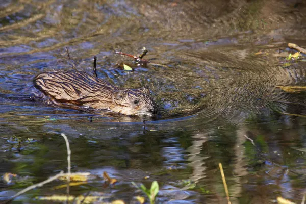 Bisamratte schwimmt im Wasser des Sumpfes im Frühling — Stockfoto