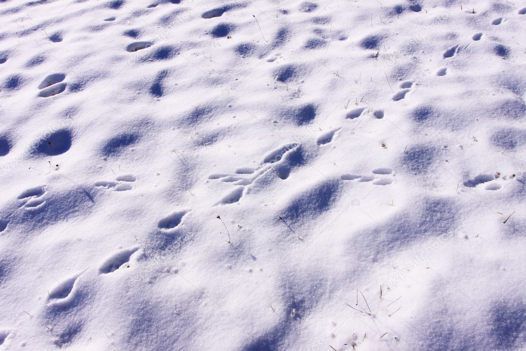 Traces of rabbits and foxes wild in the snow in winter