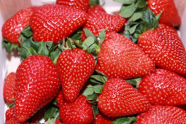 Krat van aardbeien op witte achtergrond geïsoleerd — Stockfoto