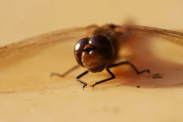 Dragonfly — Fotografie, imagine de stoc