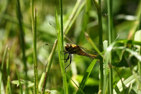 Stock image Dragonfly