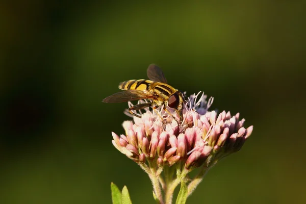 stock image Fly of France in its natural environment