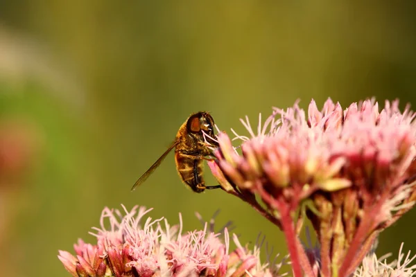 stock image Fly of France in its natural environment