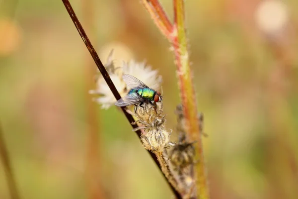 在自然环境中的法国只苍蝇 — 图库照片
