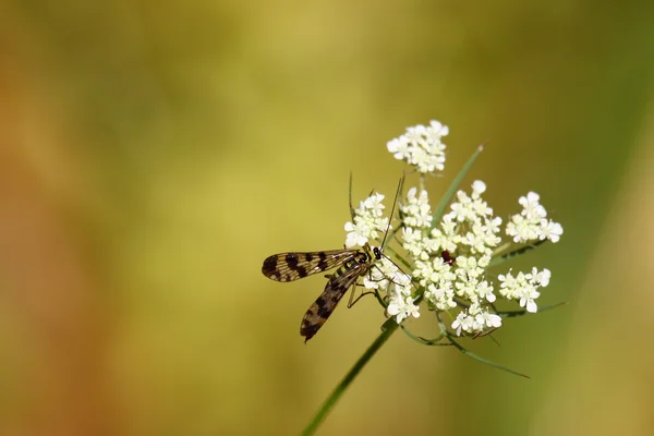 Fliege von Frankreich in ihrer natürlichen Umgebung — Stockfoto