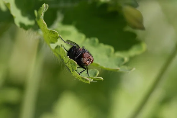 Moucha z Francie v jeho přirozeném prostředí — Stock fotografie