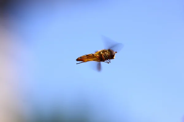 Zbura pe o floare — Fotografie, imagine de stoc