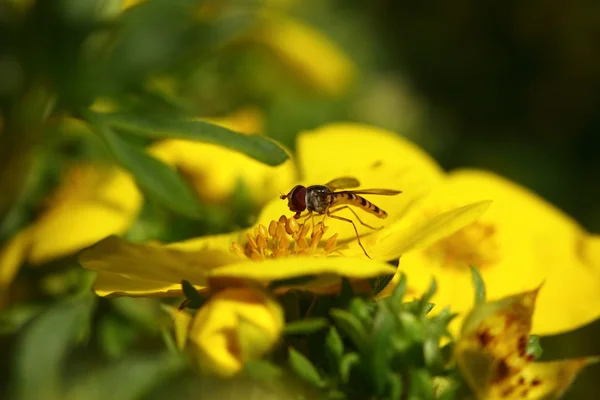 Moucha na květu — Stock fotografie