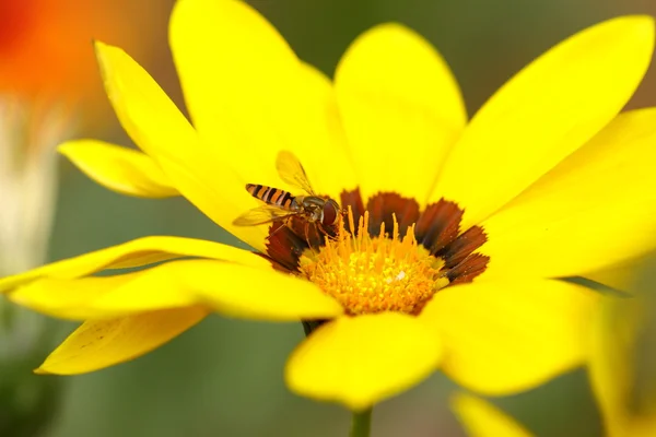 Fly on a flower — Stock Photo, Image