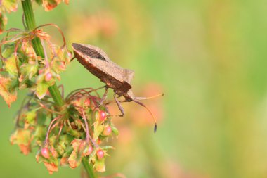 Bug, bedbug brown on the delicate flower in summer clipart