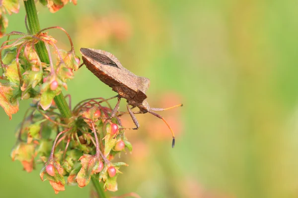 Bug, bedbug brown on the delicate flower in summer — Stock Photo, Image