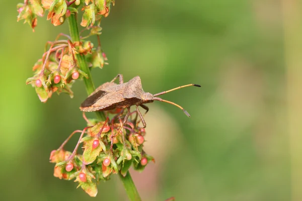 Bug, κοριός καφέ στο ευαίσθητο λουλούδι το καλοκαίρι — Φωτογραφία Αρχείου
