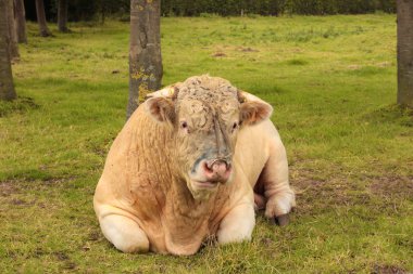 yeşil çimen yalan charolais boğa Fransız