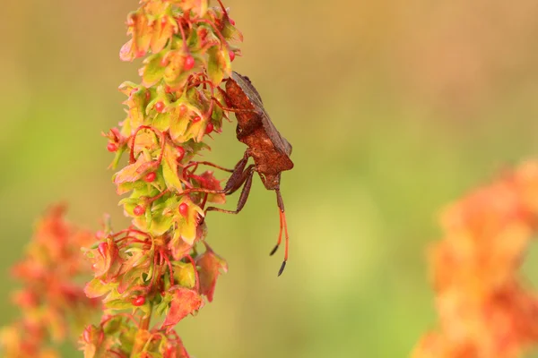Hmyz, štěnice hnědé na delikátní květinka v létě — Stock fotografie