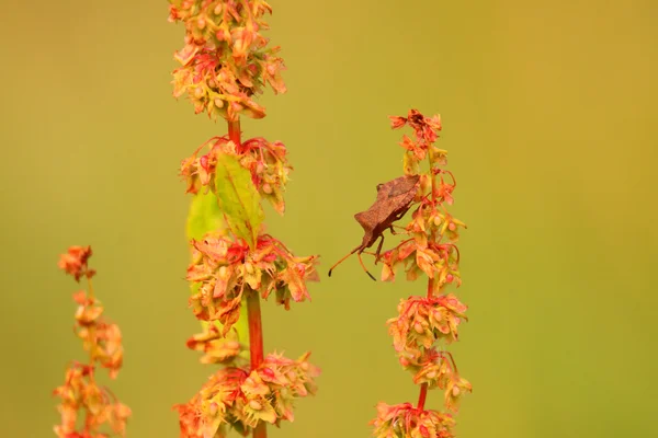 Bug, κοριός καφέ στο ευαίσθητο λουλούδι το καλοκαίρι — Φωτογραφία Αρχείου