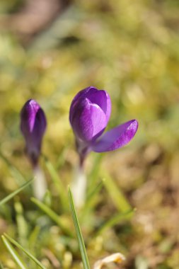 Crocus srping çiçek