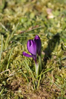 Crocus srping çiçek