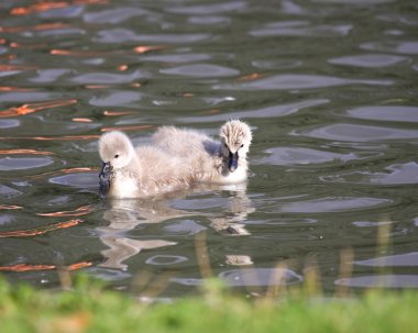 Genç siyah kuğu, cygnets anatidae