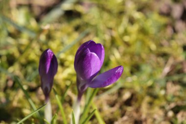 Crocus srping çiçek