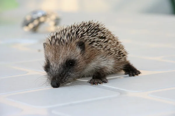 Baby hedgehog — Stock Photo, Image
