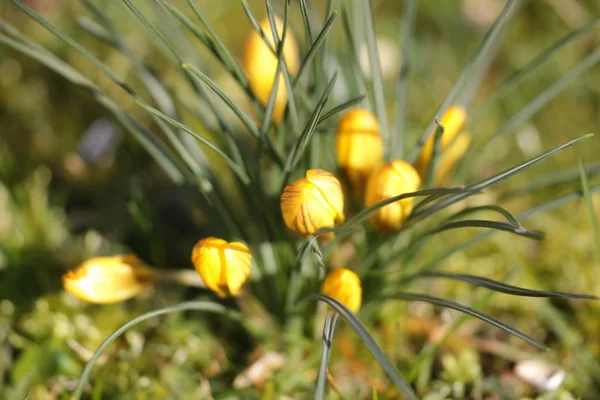 Srping krokus kwiat — Zdjęcie stockowe