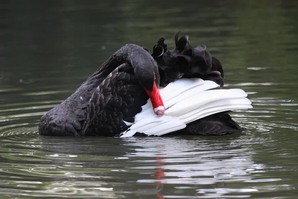 黒い白鳥、カモ科 — ストック写真