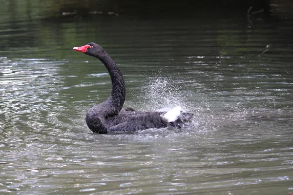 Black swan, anatidae — Stock Photo, Image