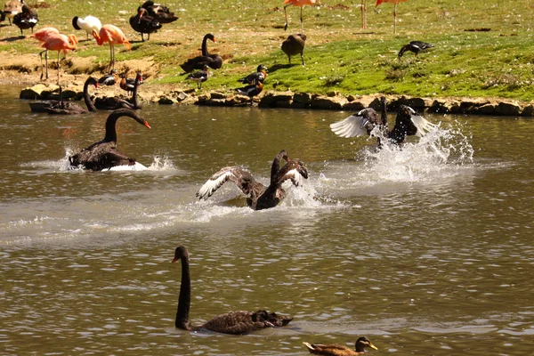 Cisne negro, anatidae — Fotografia de Stock