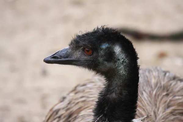 Emu, avestruz —  Fotos de Stock