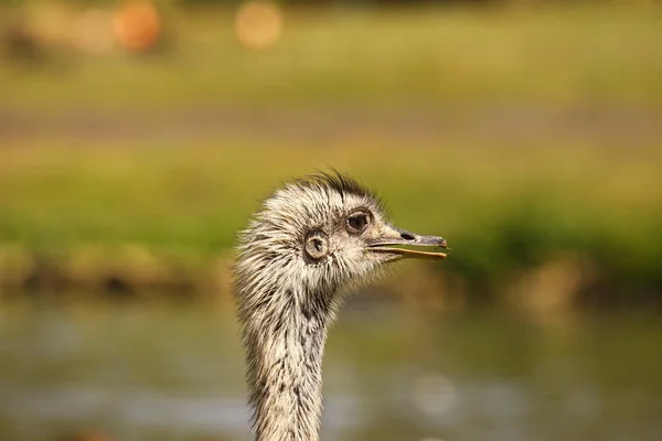 Emu, Strauß — Stockfoto