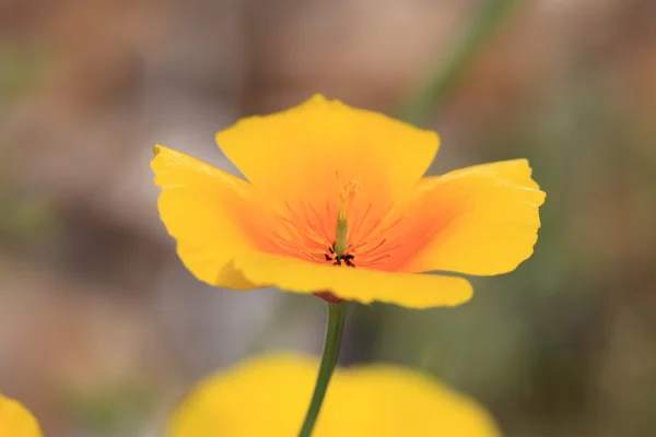 Eschscholtzia van california, california poppy — Stockfoto