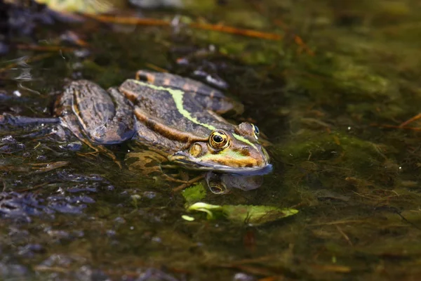 Frog green — Stock Photo, Image