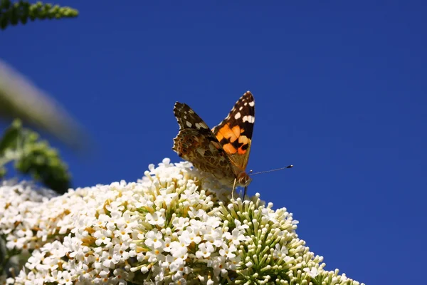 Farfalla cynthia cardui, la belle dame — Foto Stock