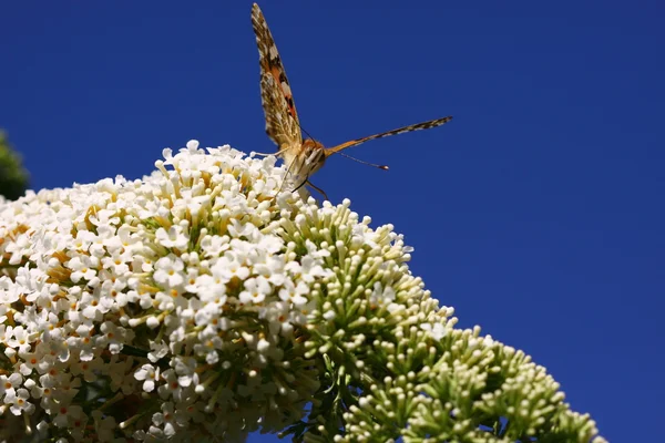Butterfly cynthia cardui, la belle dame — Stockfoto