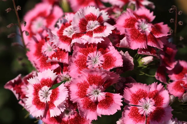 stock image Sweet William