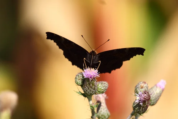 Farfalla inachis, Paon du jour, pavone — Foto Stock
