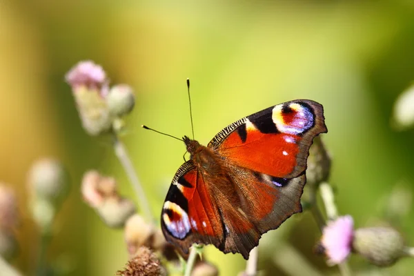 Інакіс метеликів, журнал Паон дю, павич — стокове фото