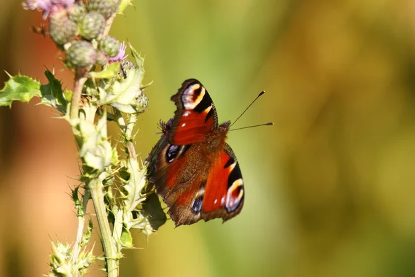 Butterfly inachis, Paon du jour, peacock — Stockfoto